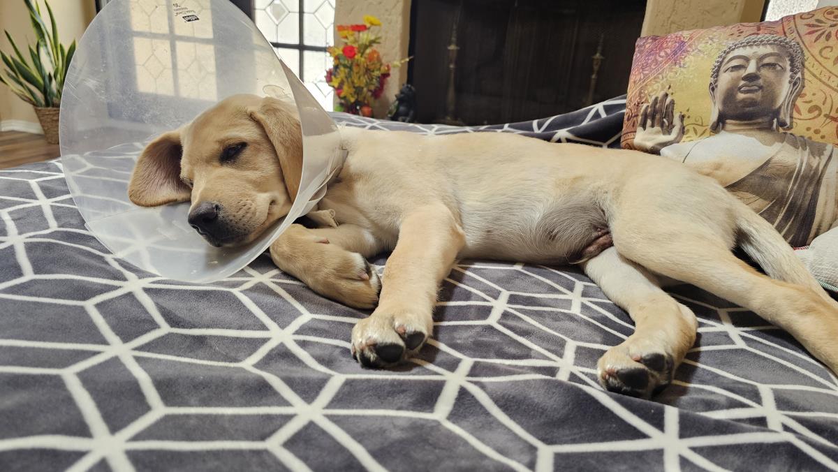 Cosmopolitan Puppy - Zurich 