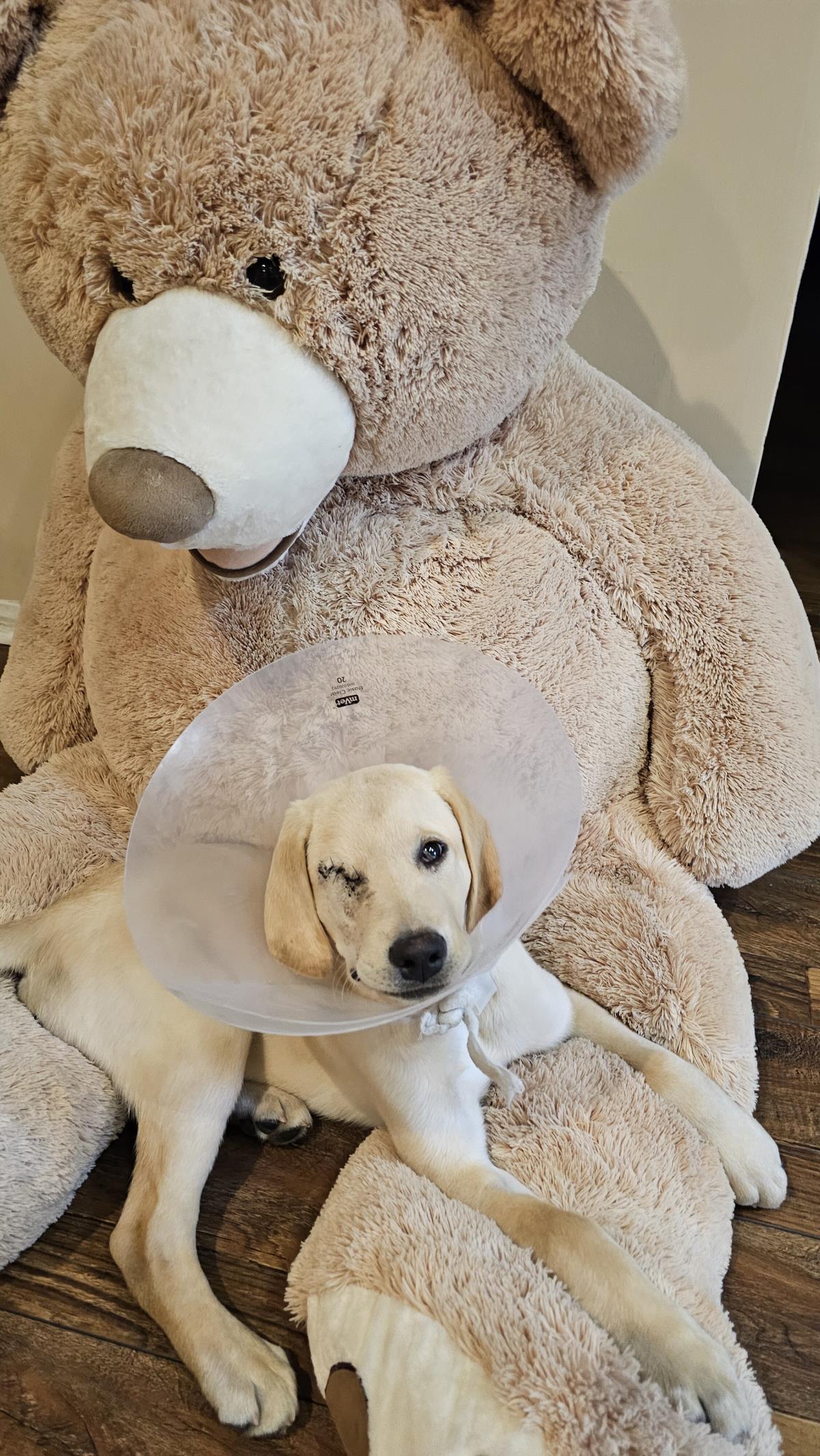 Cosmopolitan Puppy - Zurich 
