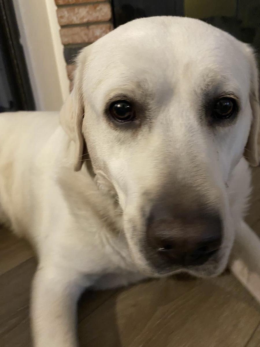 Waylon