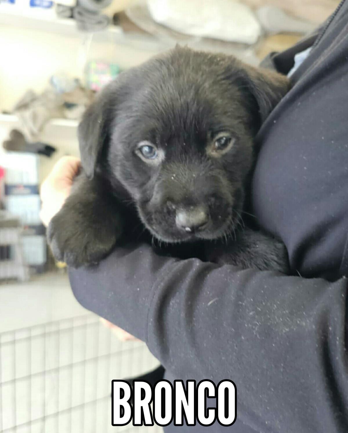 Sienna's Puppy - Bronco  - Adopted 