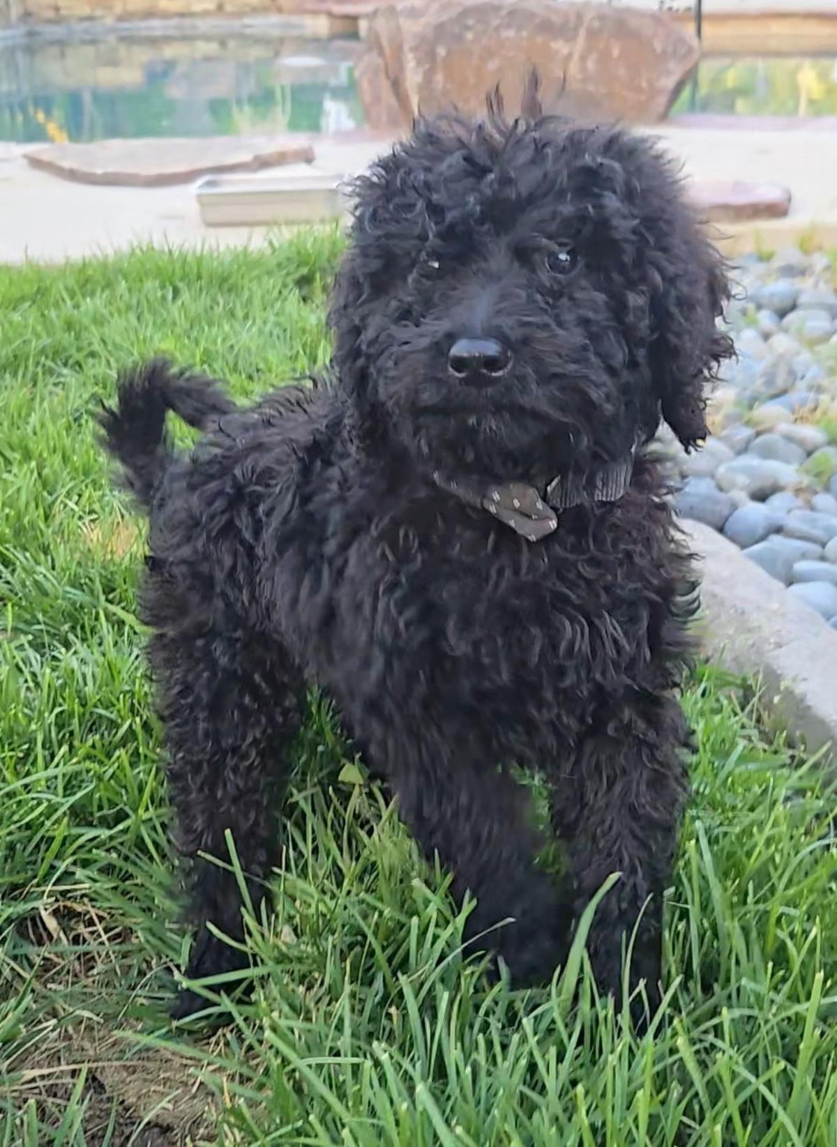 Farm Puppy - Patsy