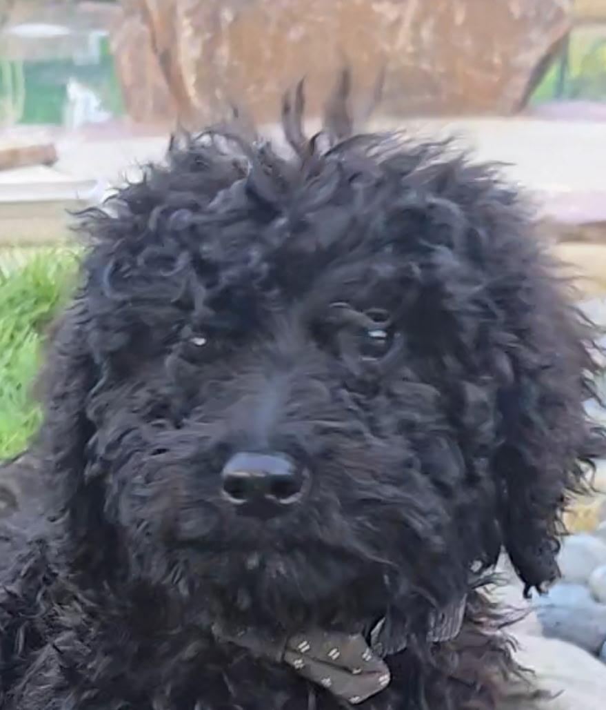 Farm Puppy - Patsy