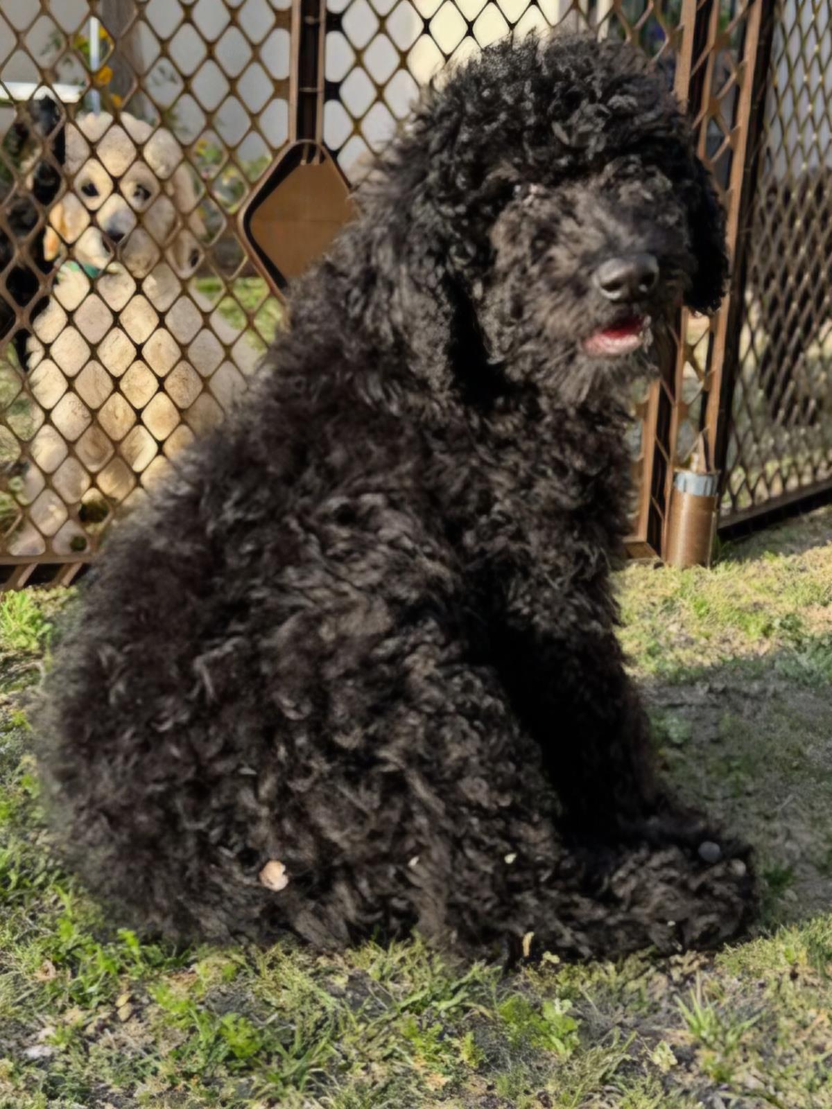 Farm Puppy - Johnny