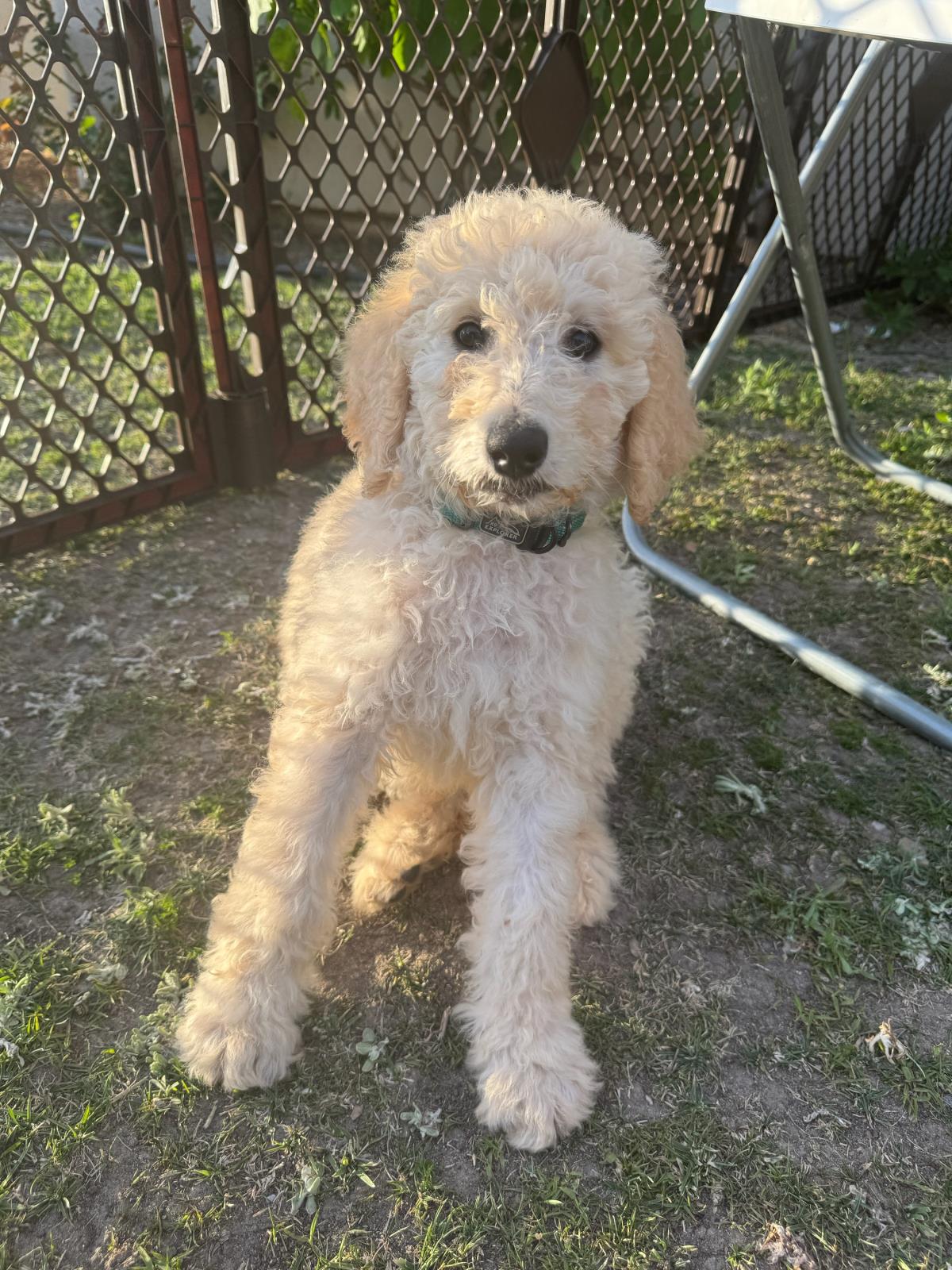 Farm Puppy - Cash - Adopted