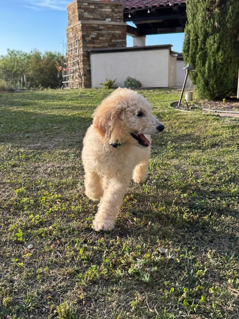 Farm Puppy - Cash - Adopted