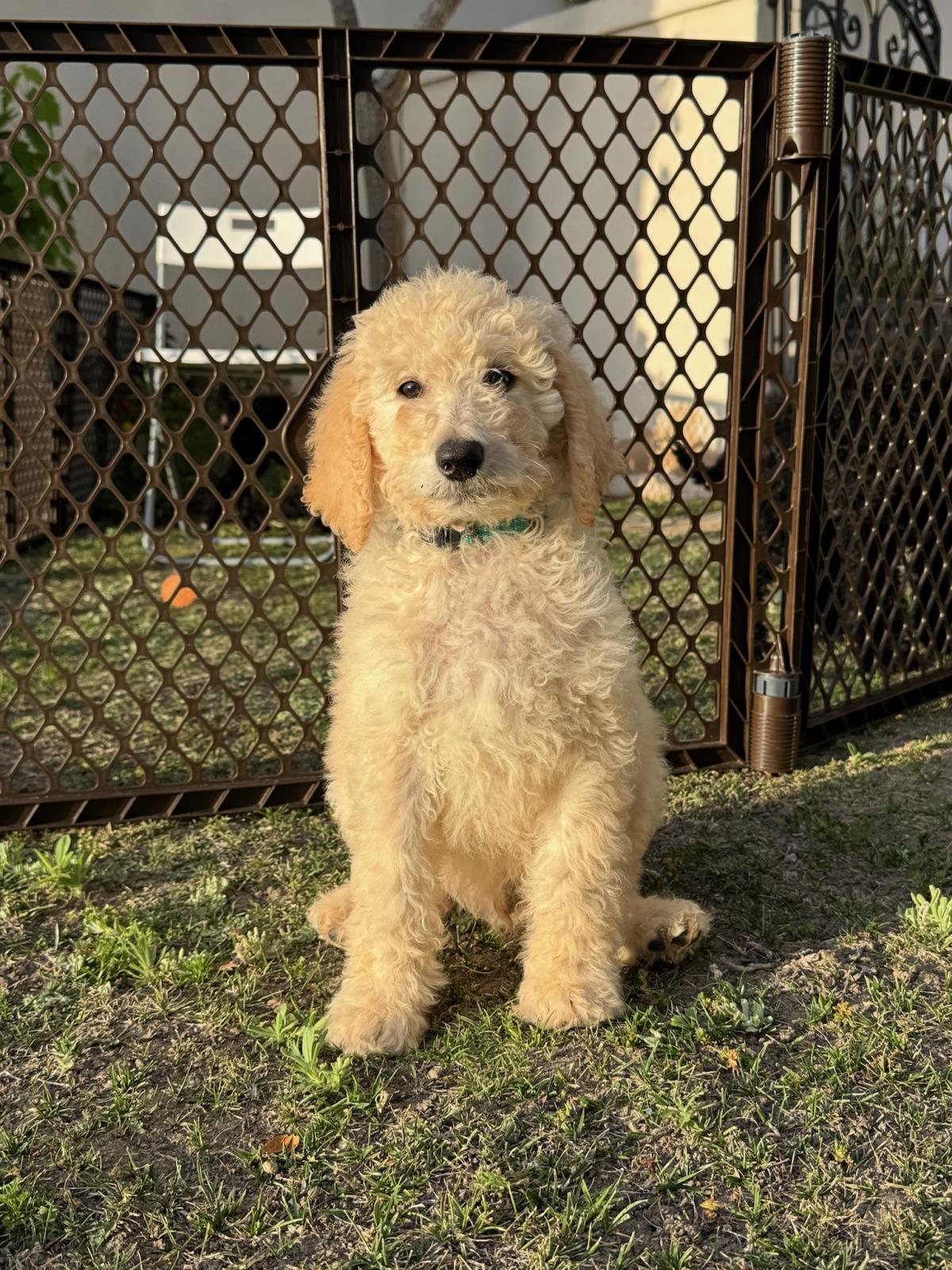 Farm Puppy - Cash - Adopted