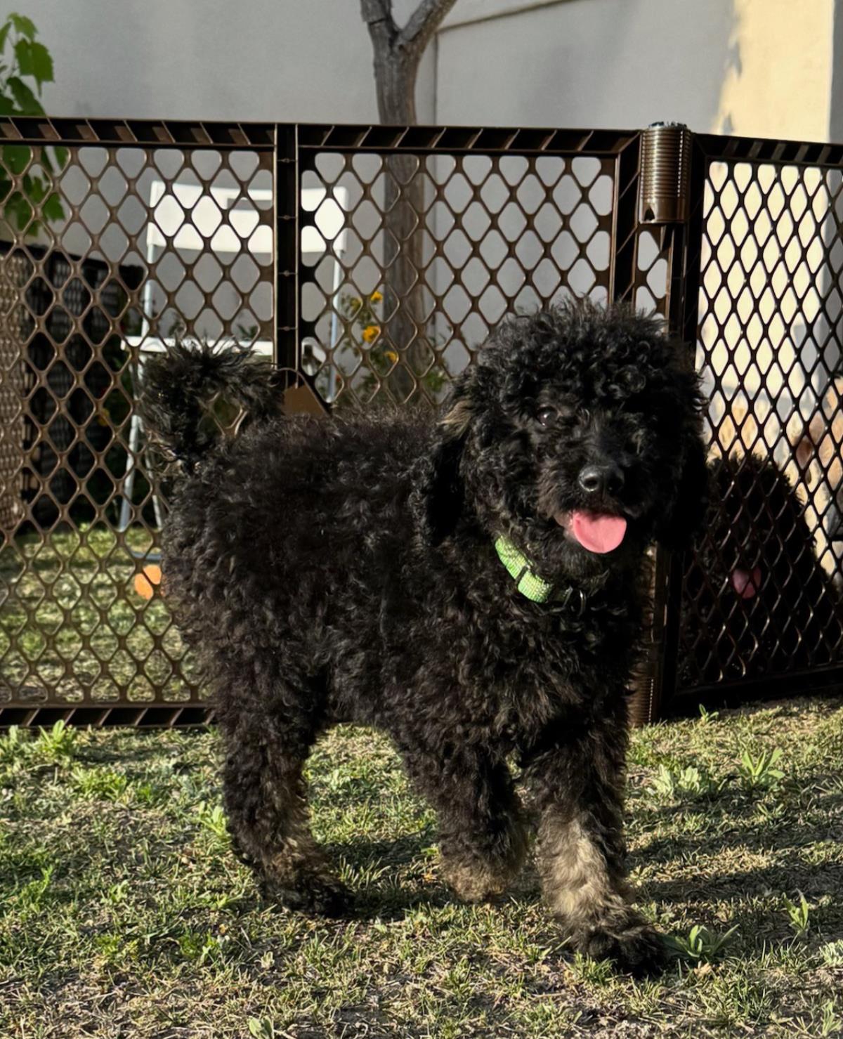 Farm Puppy - Lainey