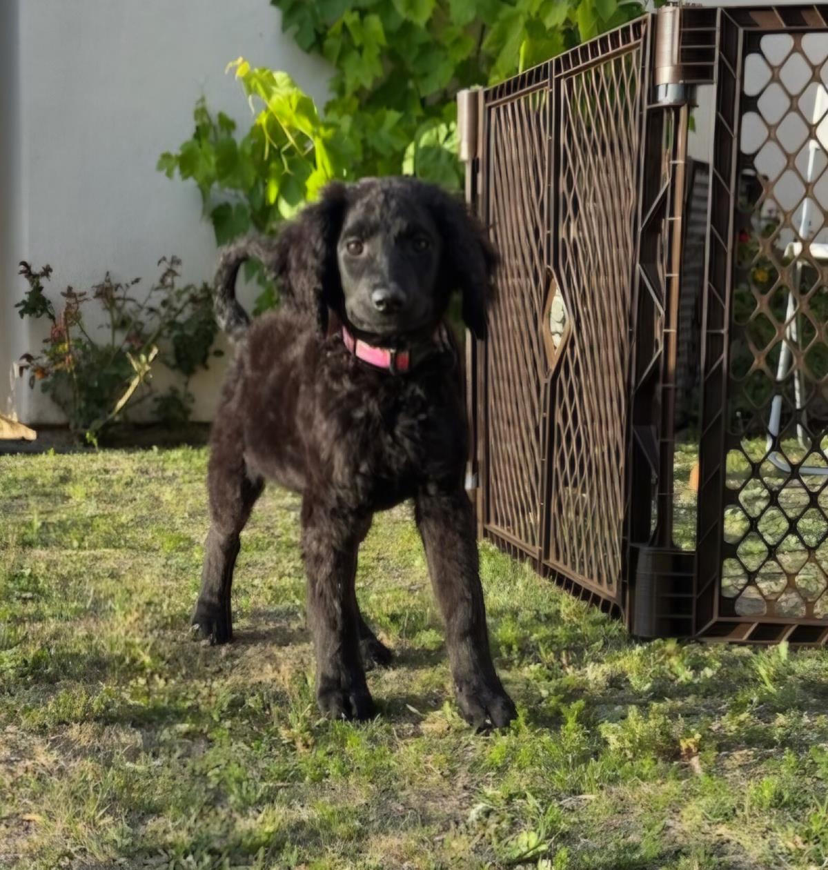 Farm Puppy - Carly