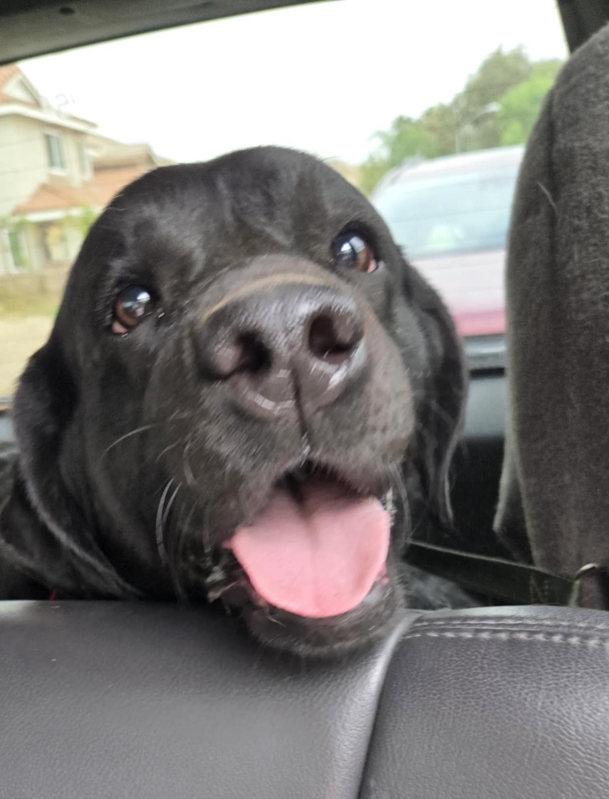 Piper