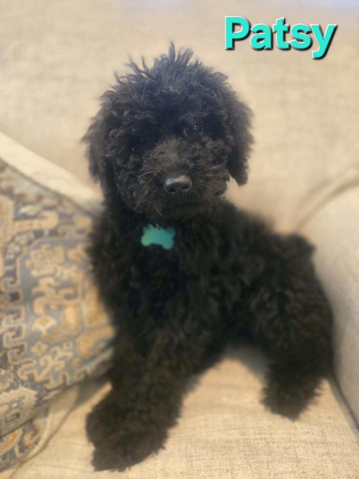 Farm Puppy - Patsy