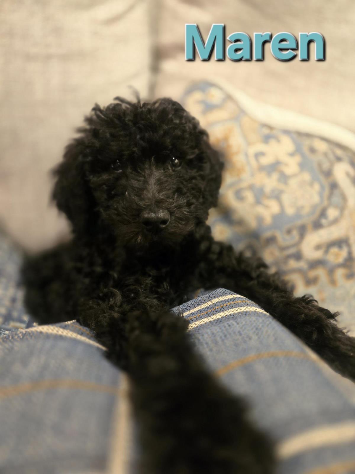 Farm Puppy - Maren