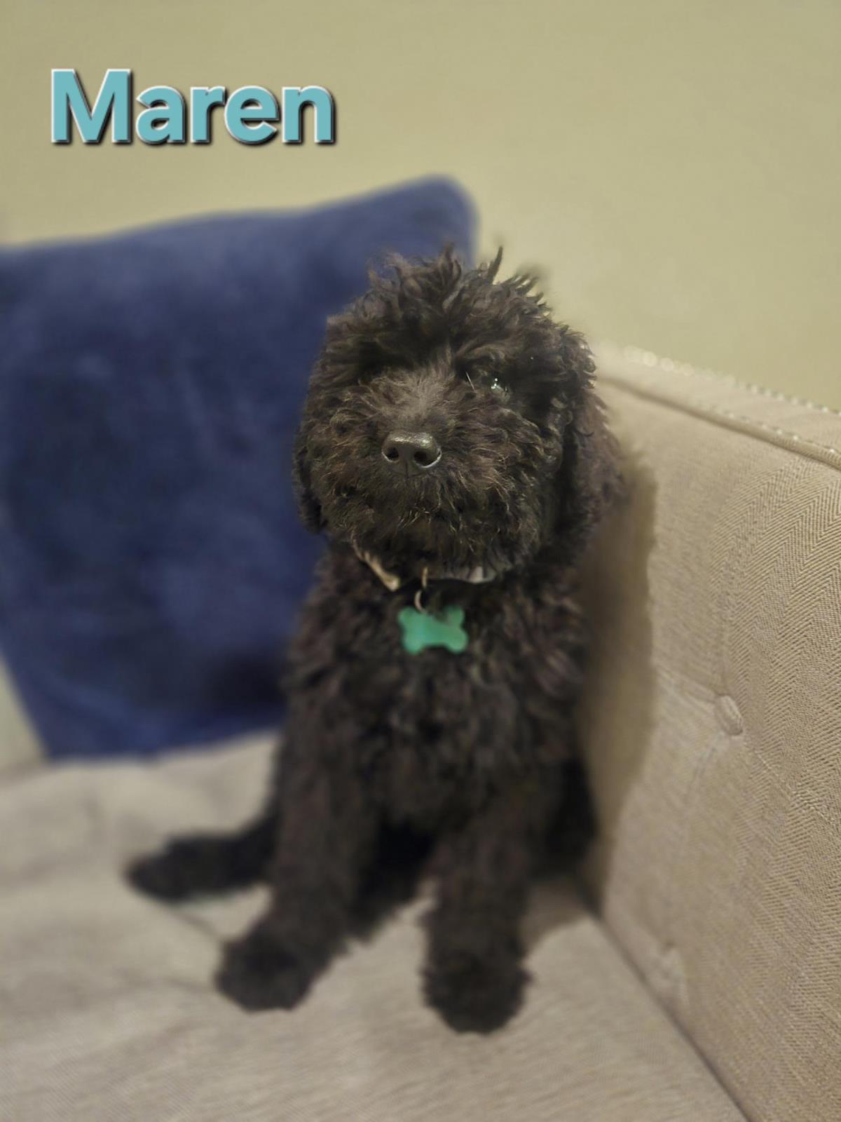 Farm Puppy - Maren