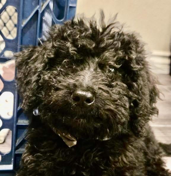 Farm Puppy - Maren