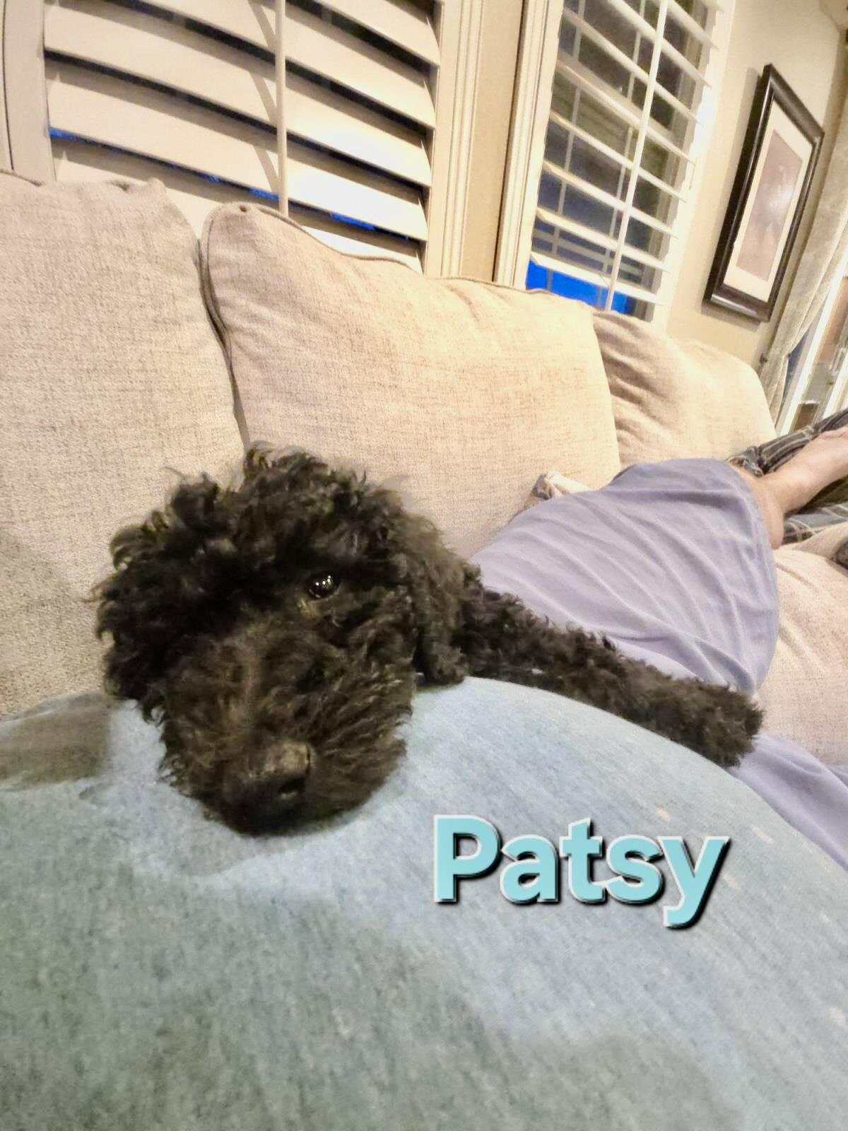 Farm Puppy - Patsy