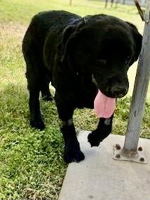 Lucy - Waitlist Full
