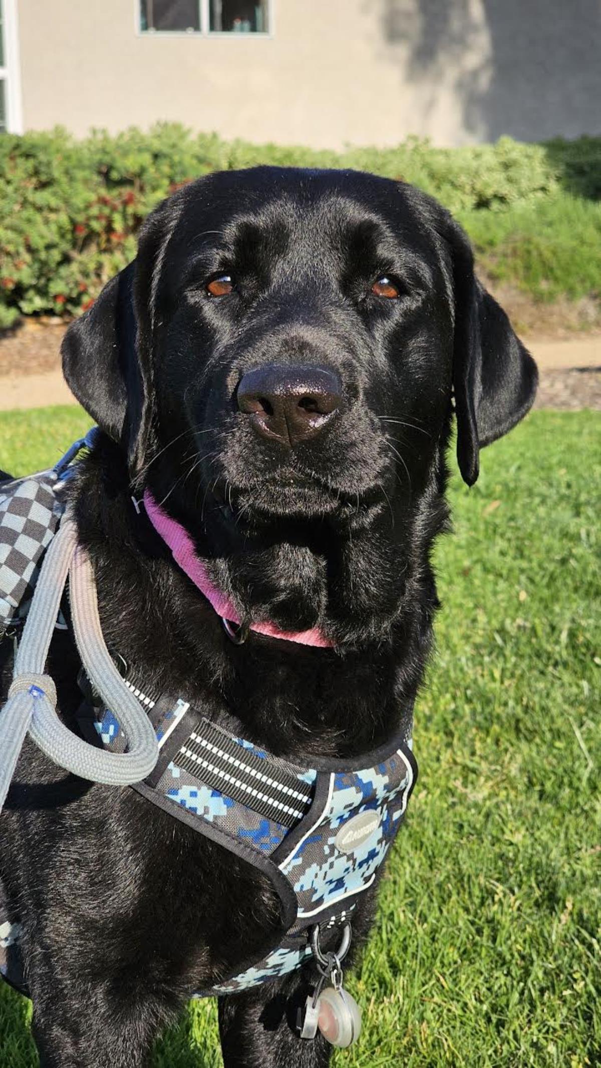 Piper