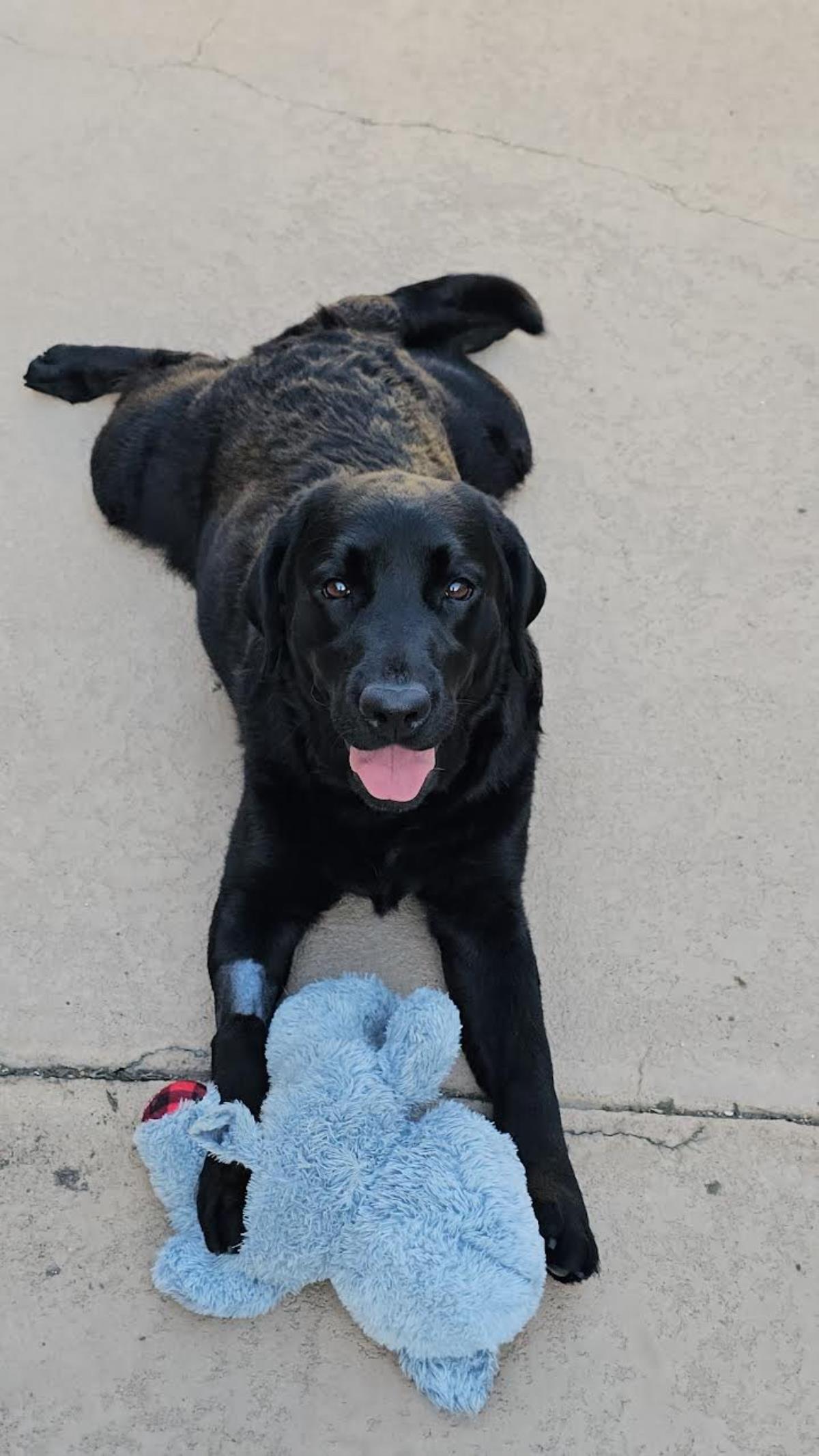 Piper