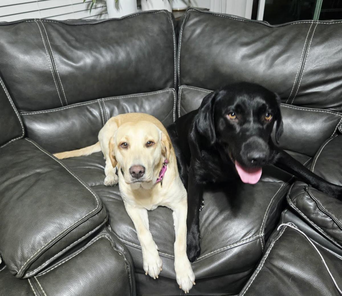 Dash - Adopted