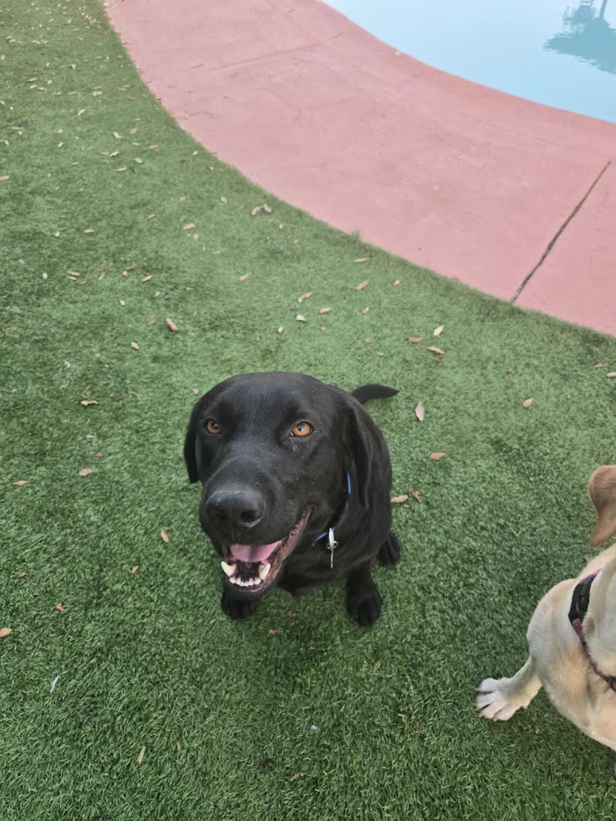 Dash - Adopted