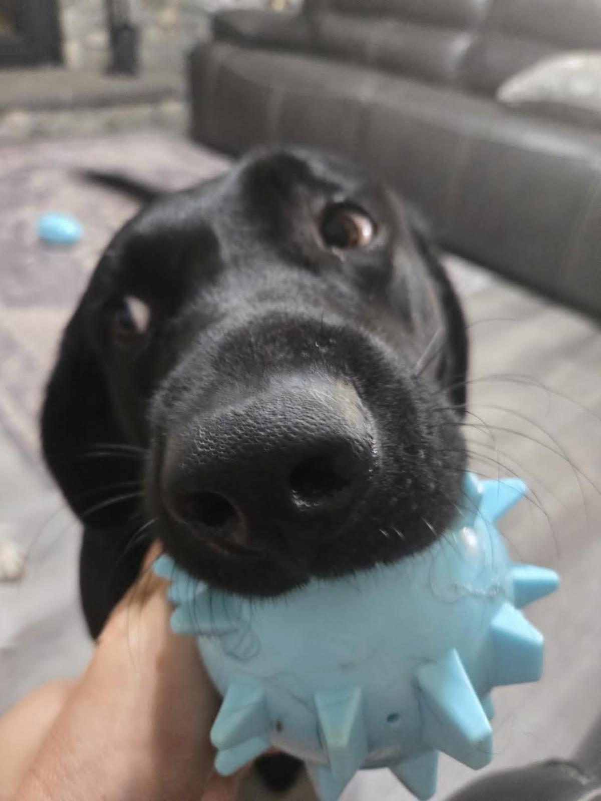 Dash - Adopted