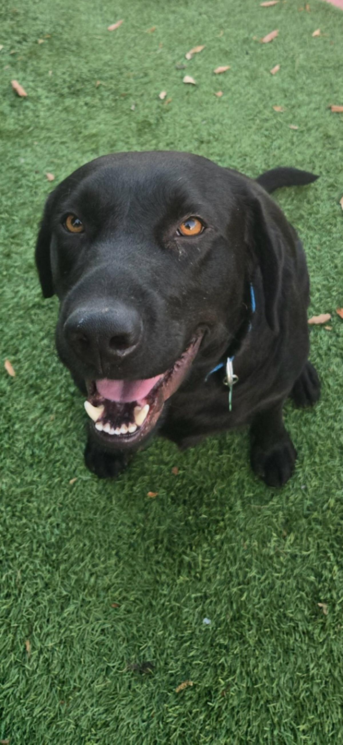 Dash - Adopted