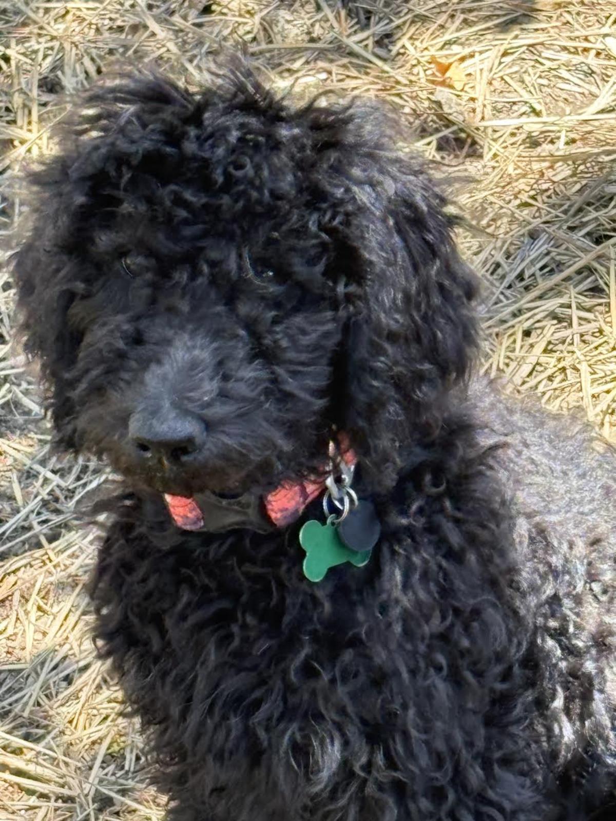Farm Puppy - Carrie 