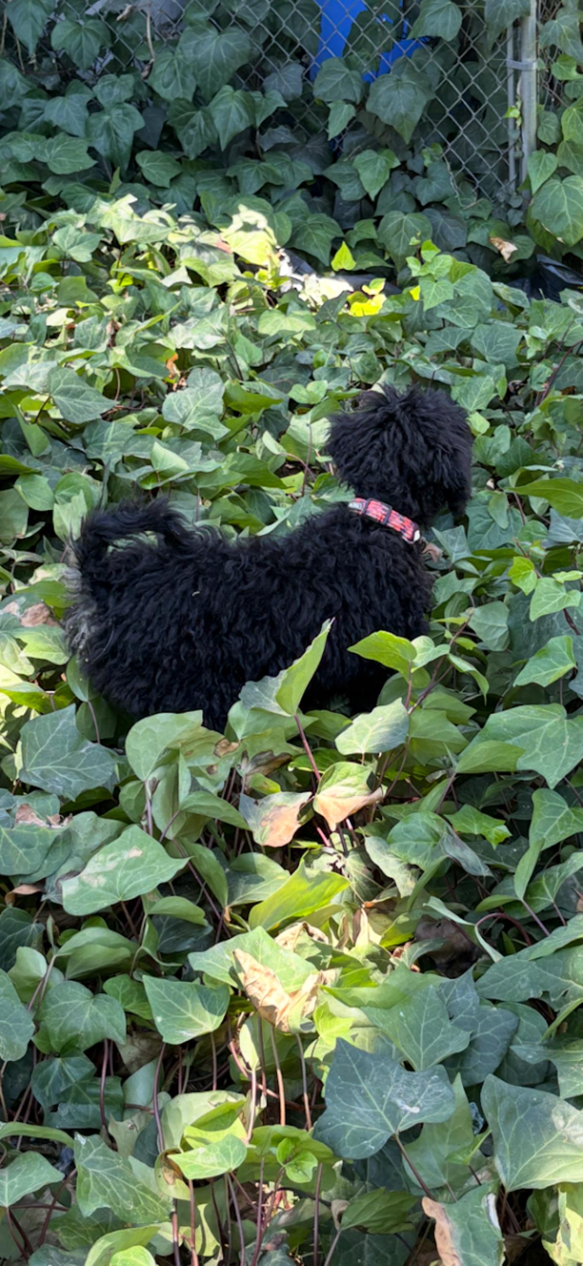 Farm Puppy - Carrie 