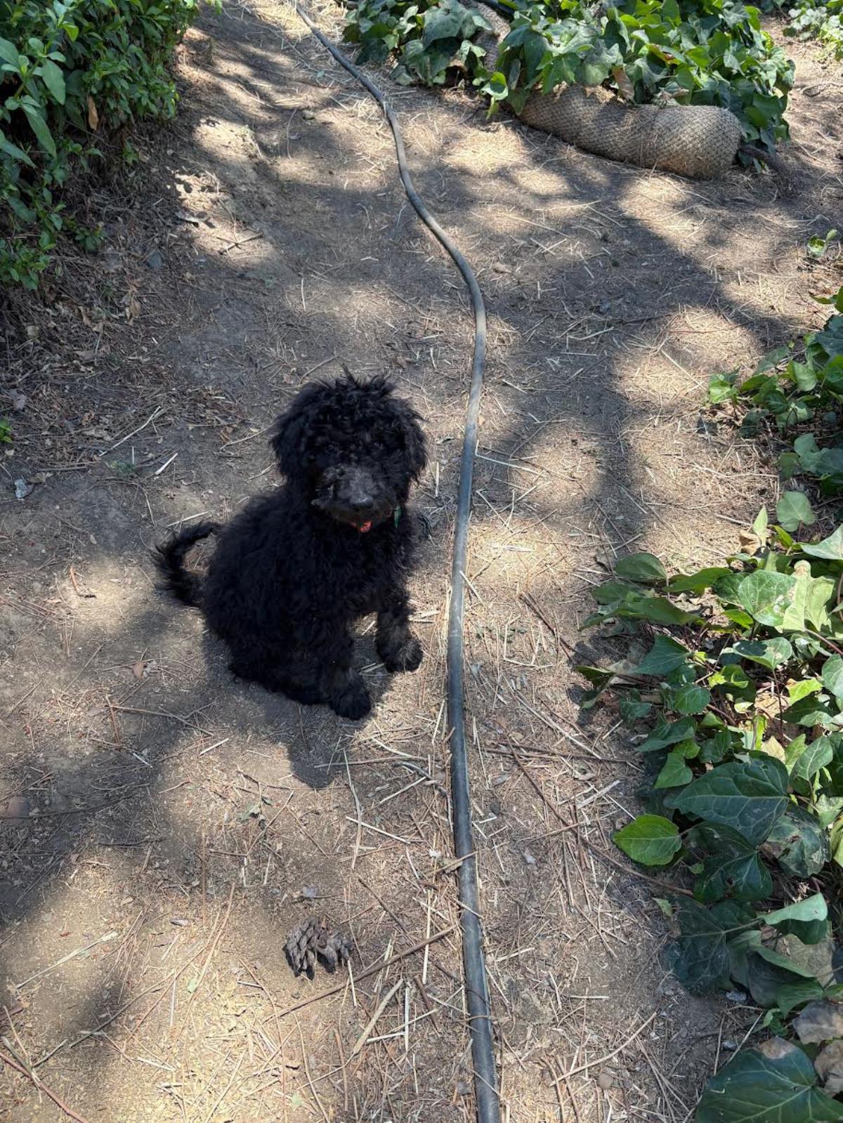 Farm Puppy - Carrie 