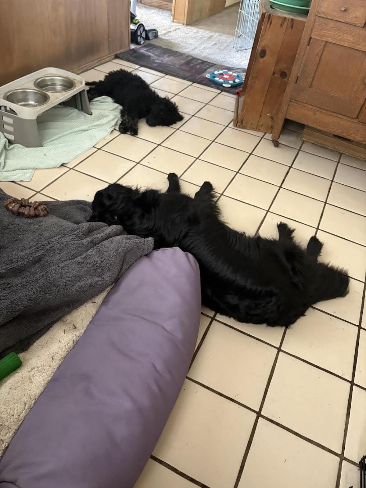 Farm Puppy - Carrie 