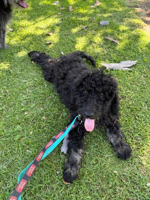 Farm Puppy - Carrie 