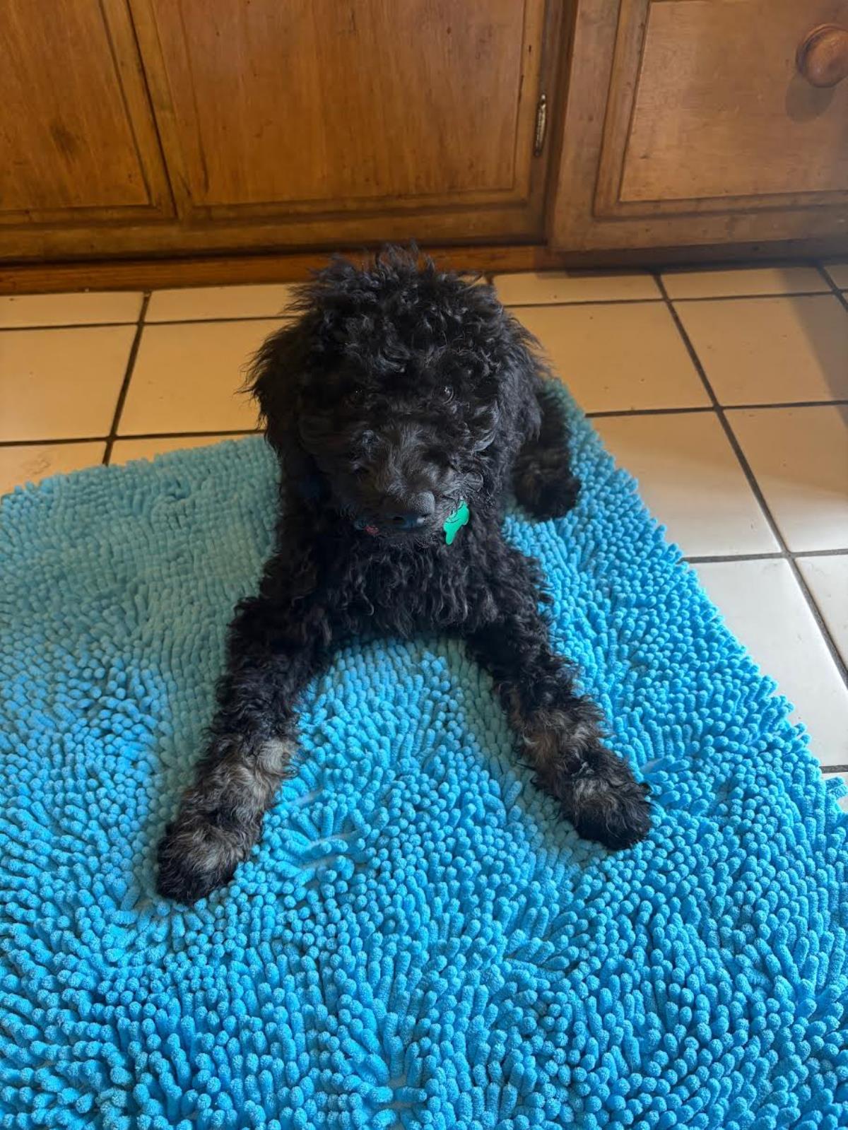 Farm Puppy - Carrie 