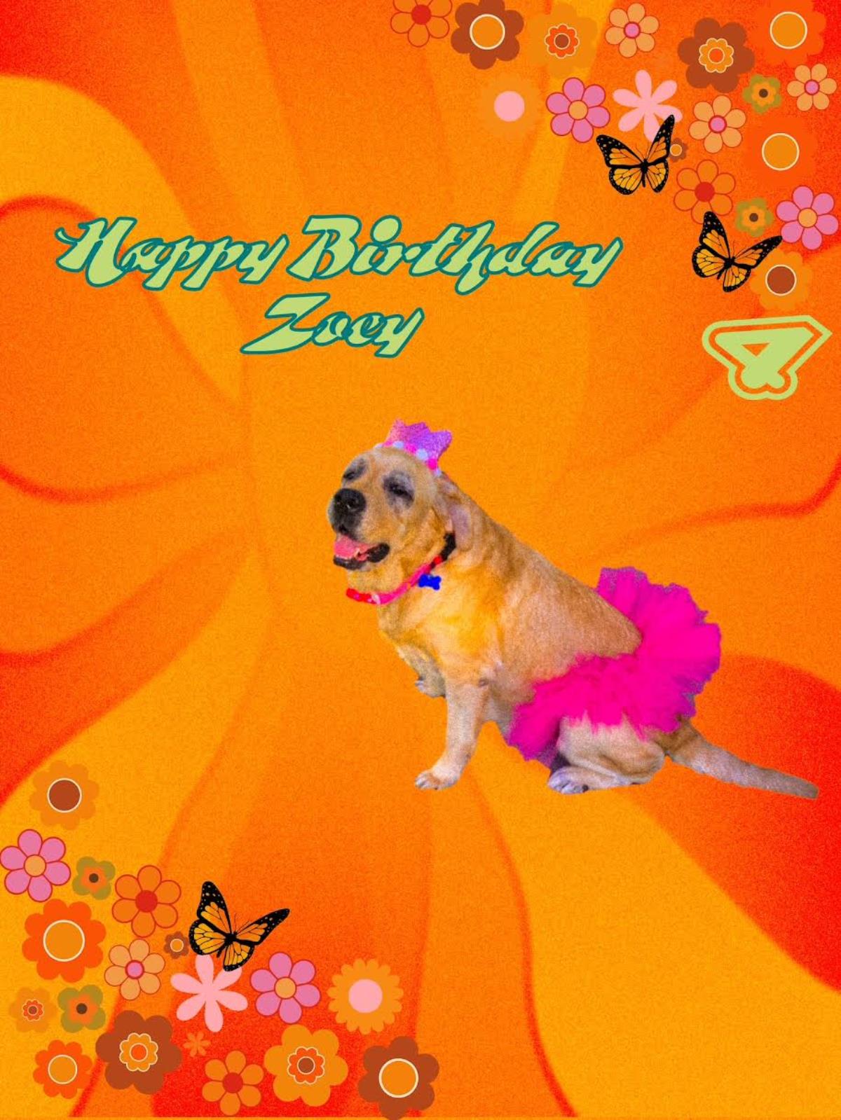 Zoey - Waitlist Full