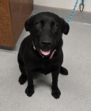 Laverne - Adopted