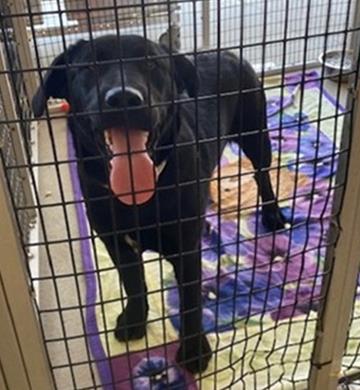 Laverne - Adopted