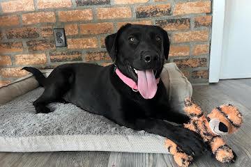Laverne - Adopted