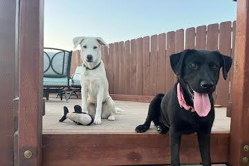 Laverne - Adopted