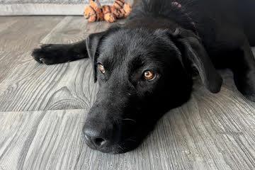 Laverne - Adopted
