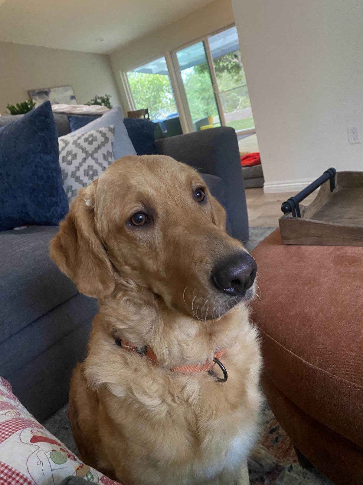 Benny - Adopted