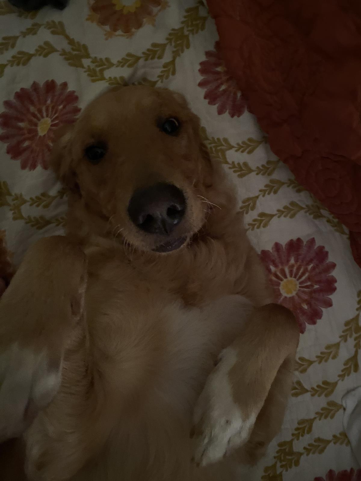 Benny - Adopted