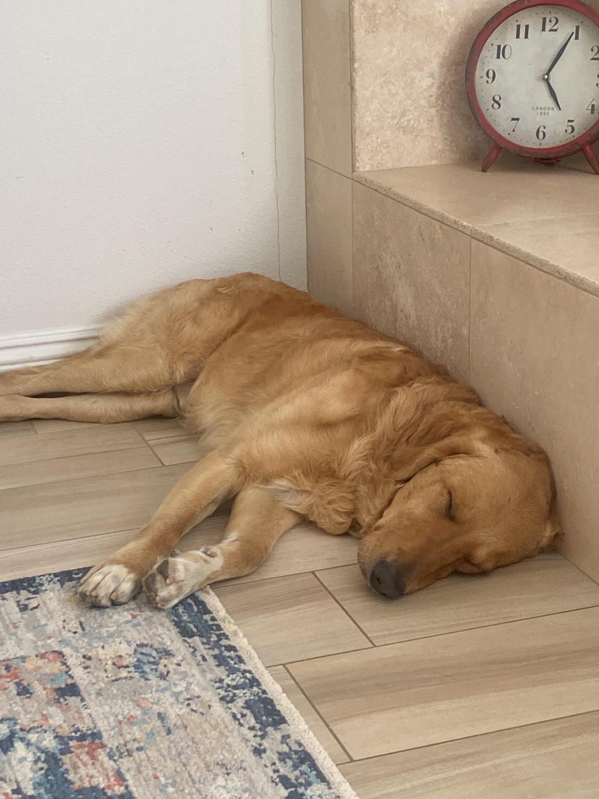 Benny - Adopted