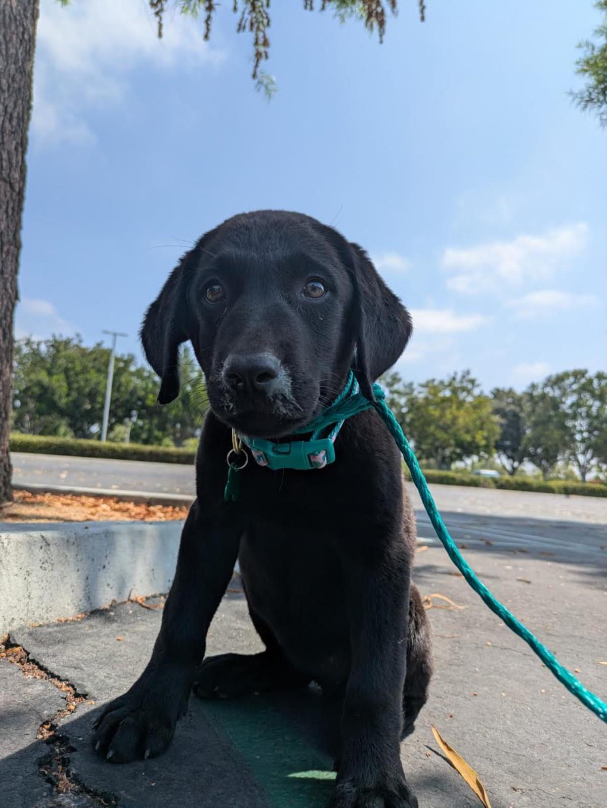 Cosmopolitan Puppy - Paris - Medical Hold