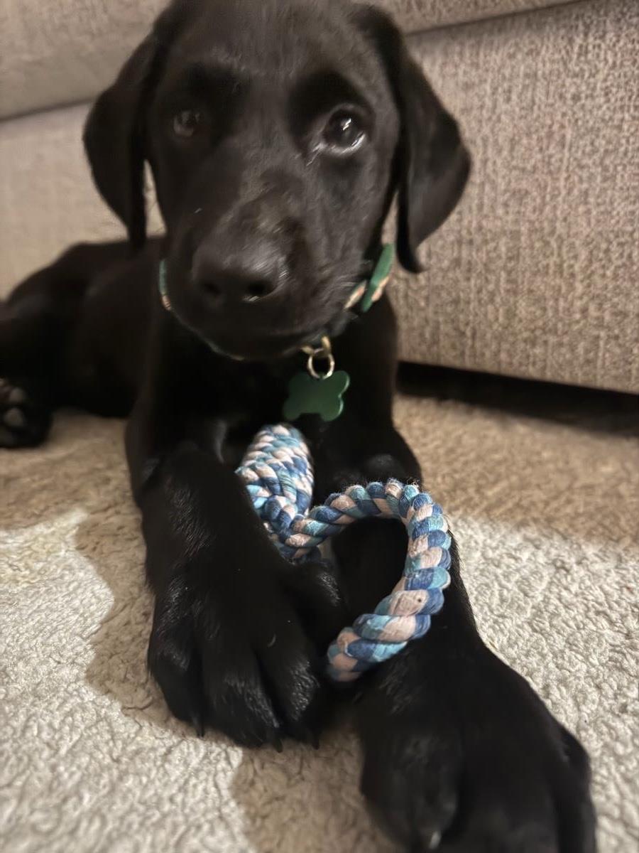 Cosmopolitan Puppy - Paris - Medical Hold