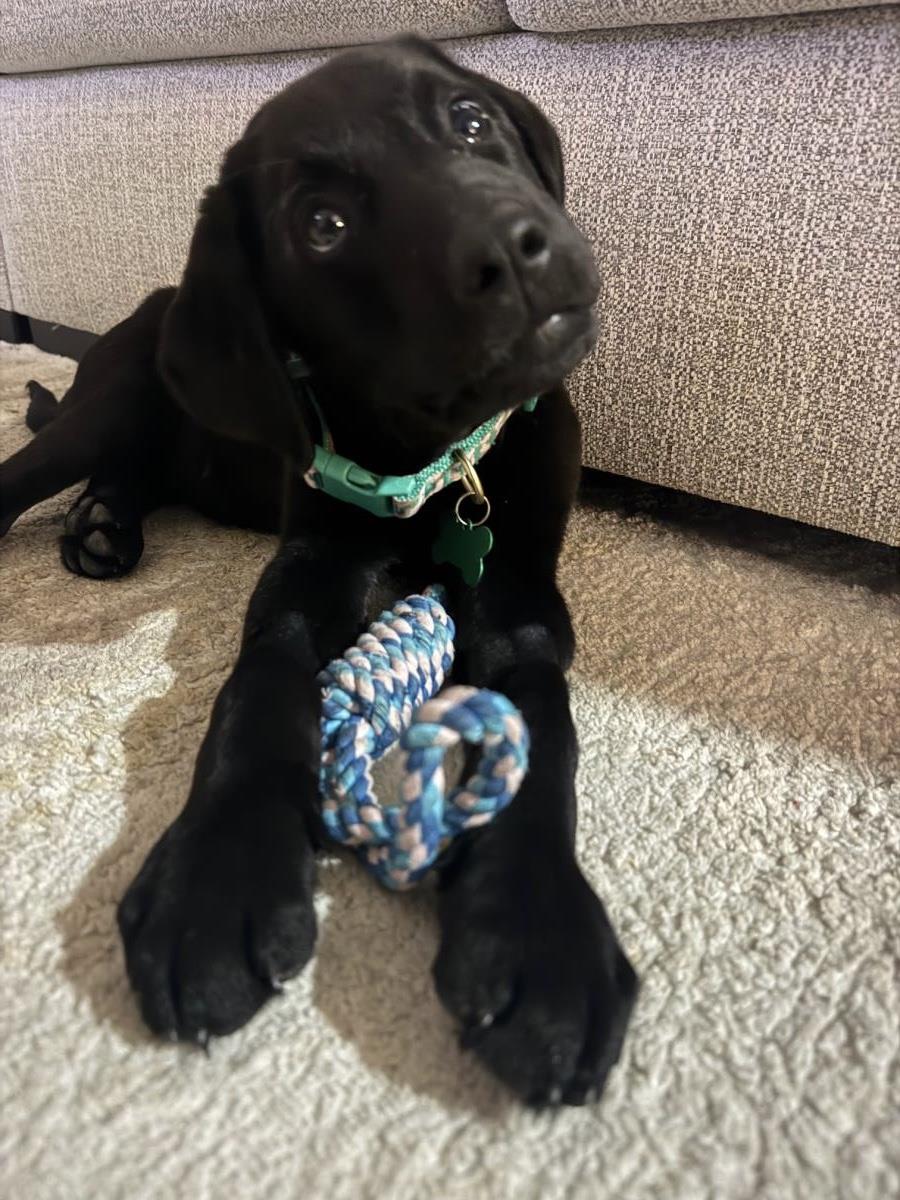 Cosmopolitan Puppy - Paris - Medical Hold