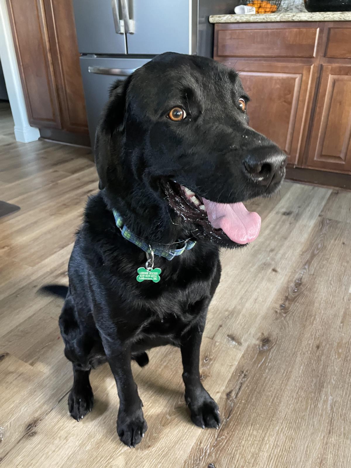 Maverick - Adopted
