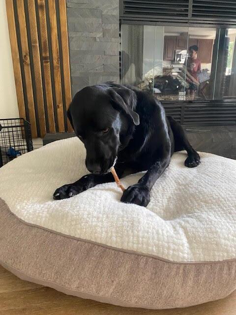 Maverick - Adopted