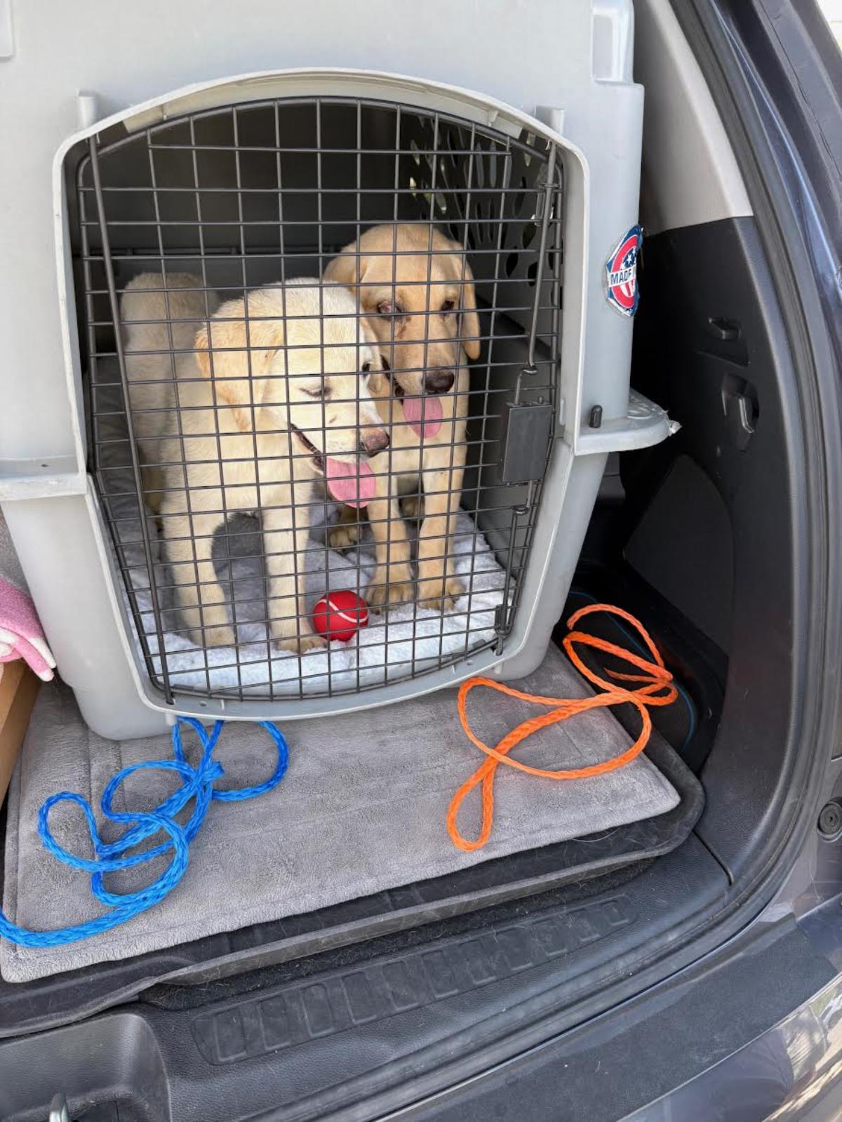 Cosmopolitan Puppy -Geneva - Adopted
