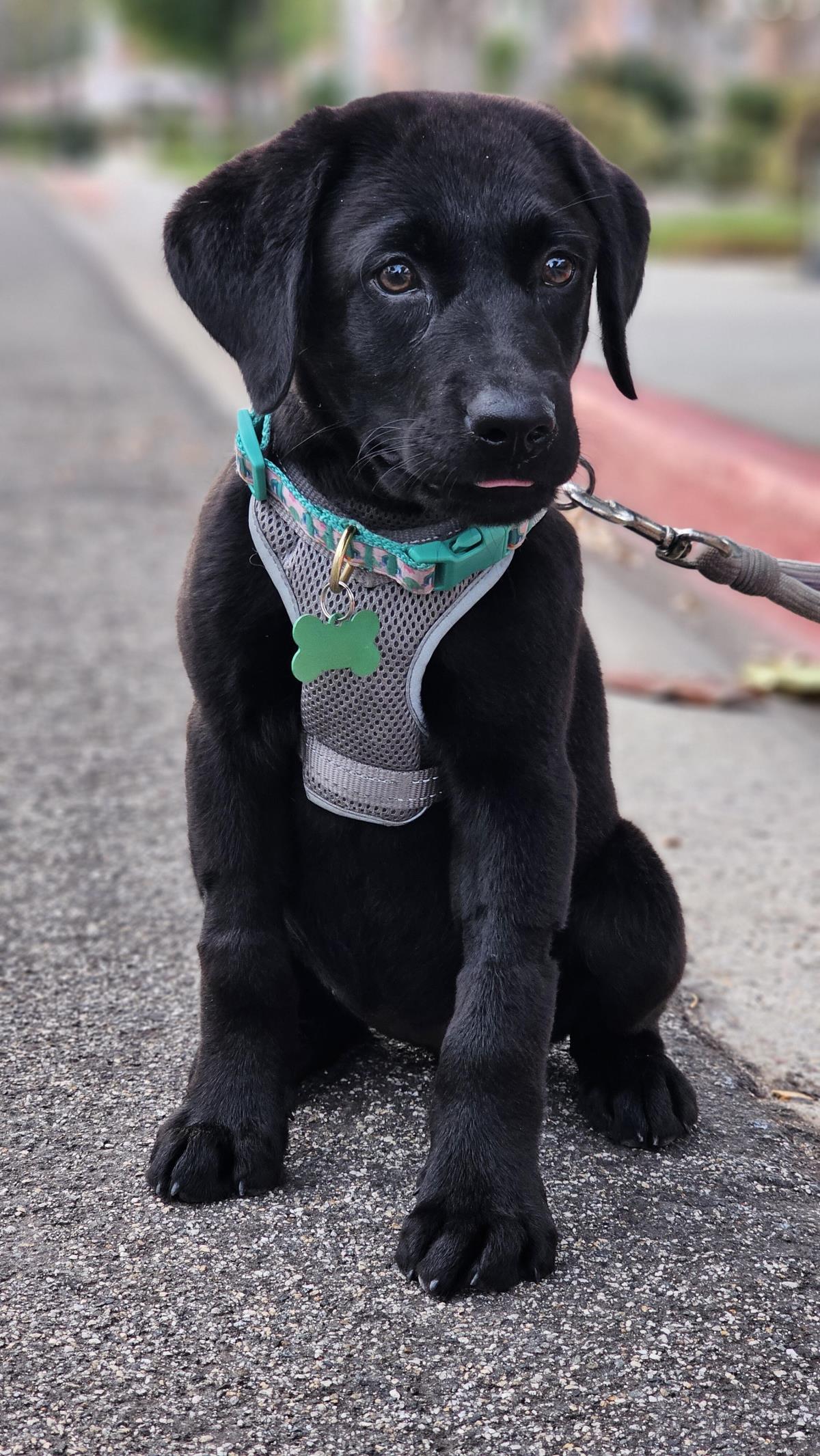 Cosmopolitan Puppy - Paris - Medical Hold
