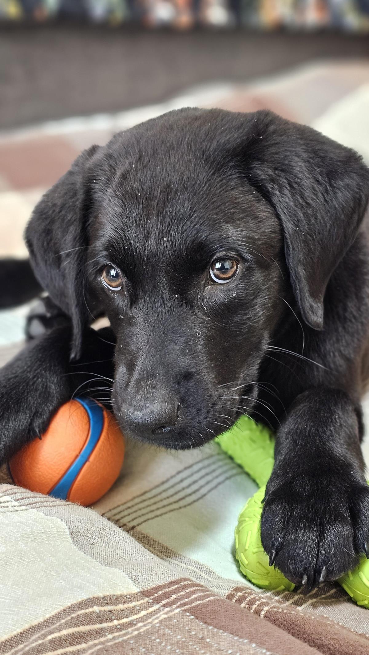 Cosmopolitan Puppy - Paris - Medical Hold
