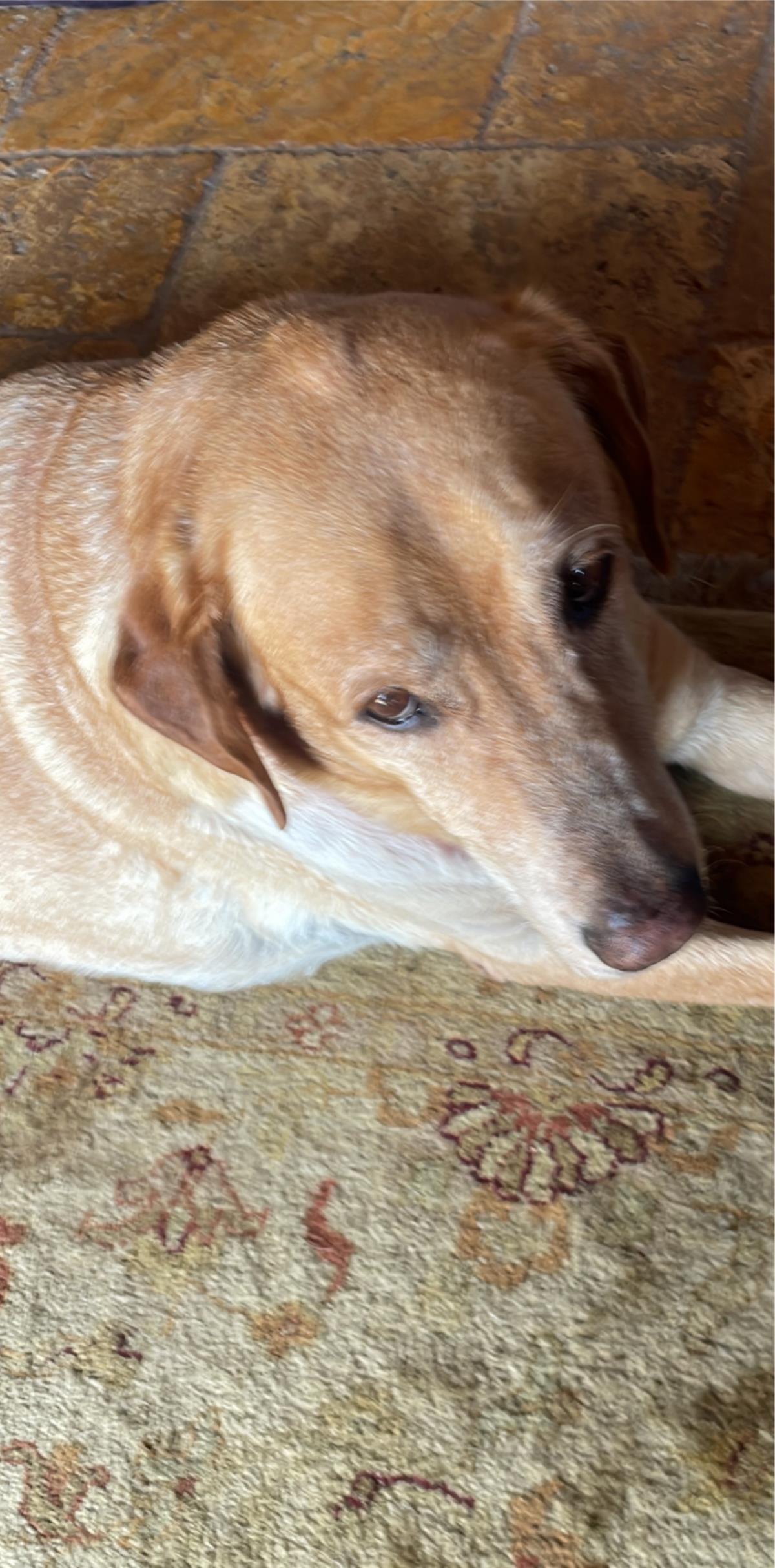 Bruno