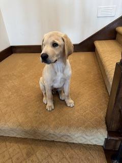 Cosmopolitan Puppy - Zurich 